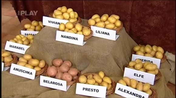 Odrůdy brambor