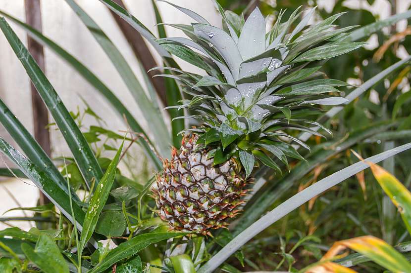 Chcete si vypěstovat domácí ananas? (Zdroj: Depositphotos)