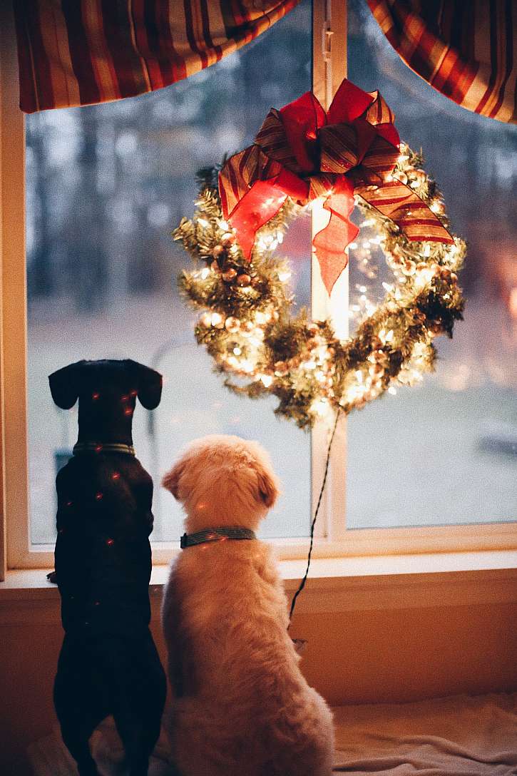 Vánoční stromeček, světýlka, ozdoby a zapálené svíčky mohou být pro psa velkým lákadlem