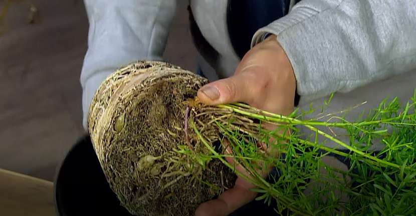 Přesazování asparagusu