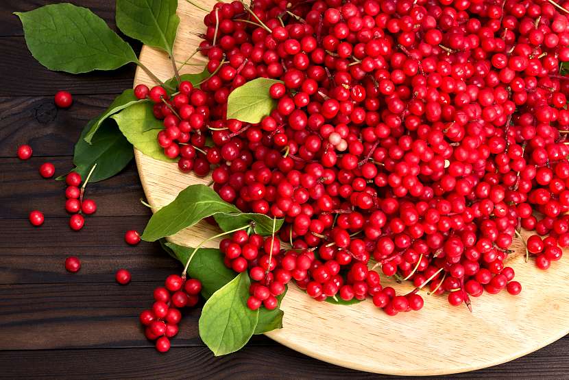 Schizandra