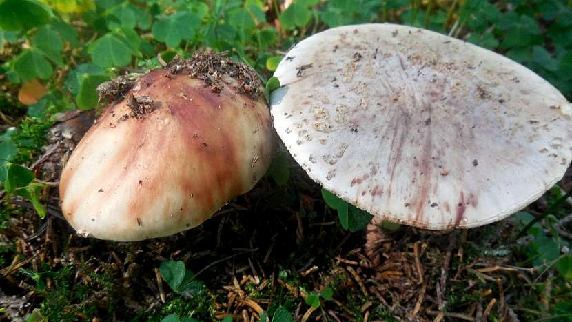 Muchomůrka růžovka (Amanita rubescens) neboli masák roste hojně i za suchého počasí