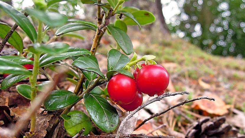 Brusnice brusinka (Vaccinium vitis-idaea)