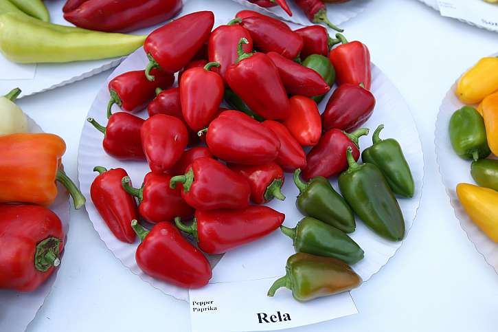 Odrůda Rela plodí sladké červené papriky