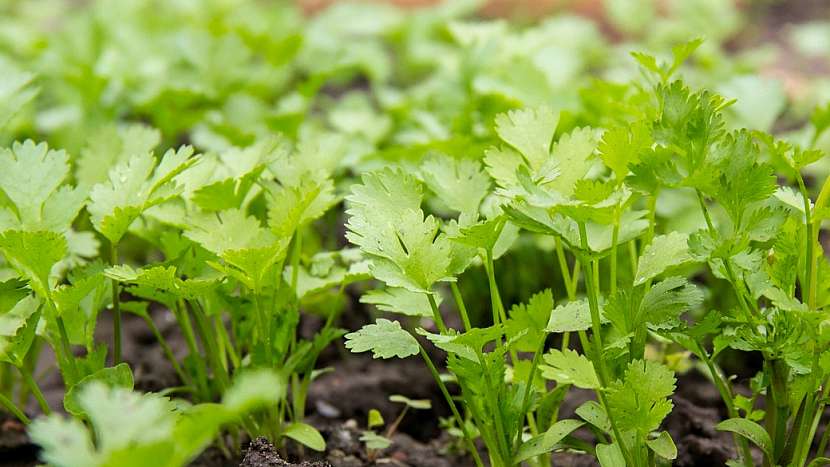 Petržel zahradní naťová (Petroselium crispum) chce propustnou a úrodnou půdu