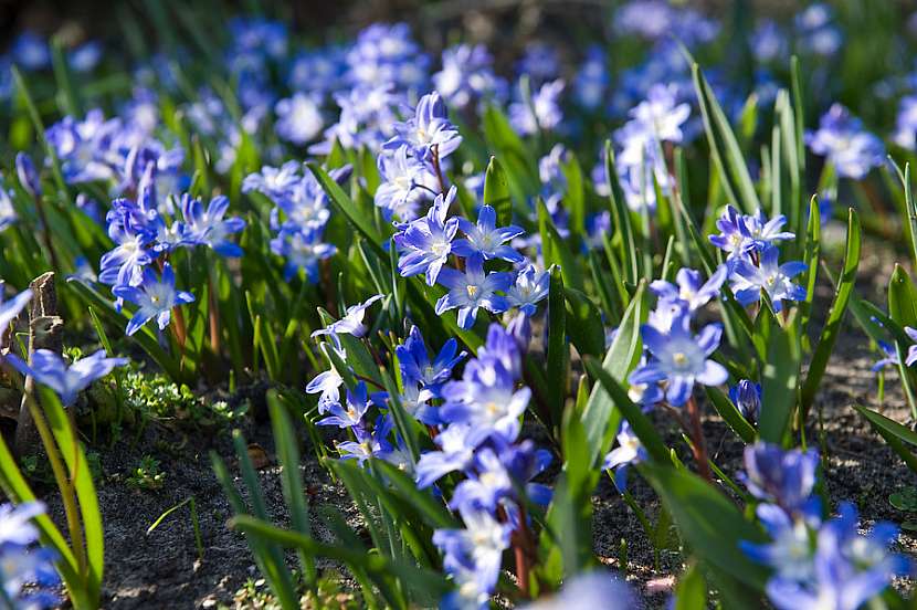 Ladonička (Chionodoxa)