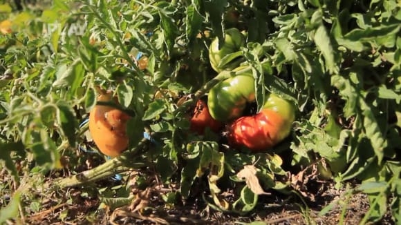 Jak pěstovat netradiční odrůdy rajčat