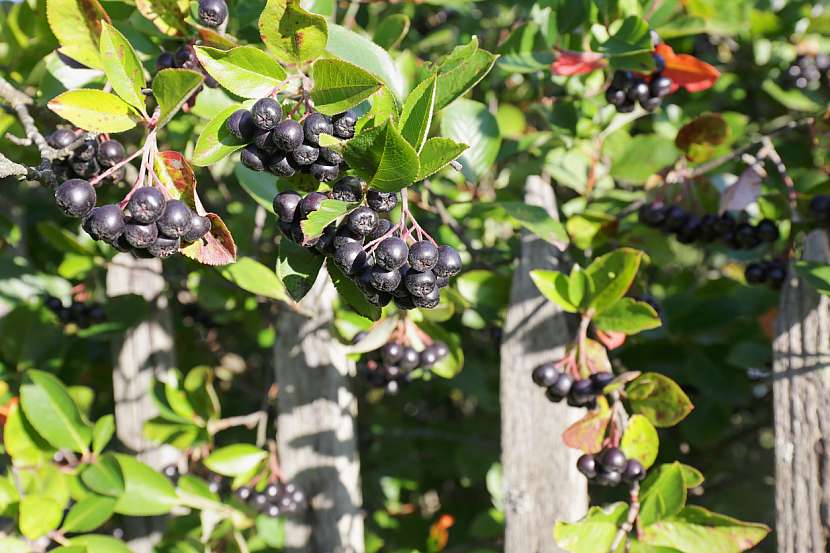 Černý jeřáb (Aronia melanocarpa) nebo taky temnoplodec černý je nenáročný keř