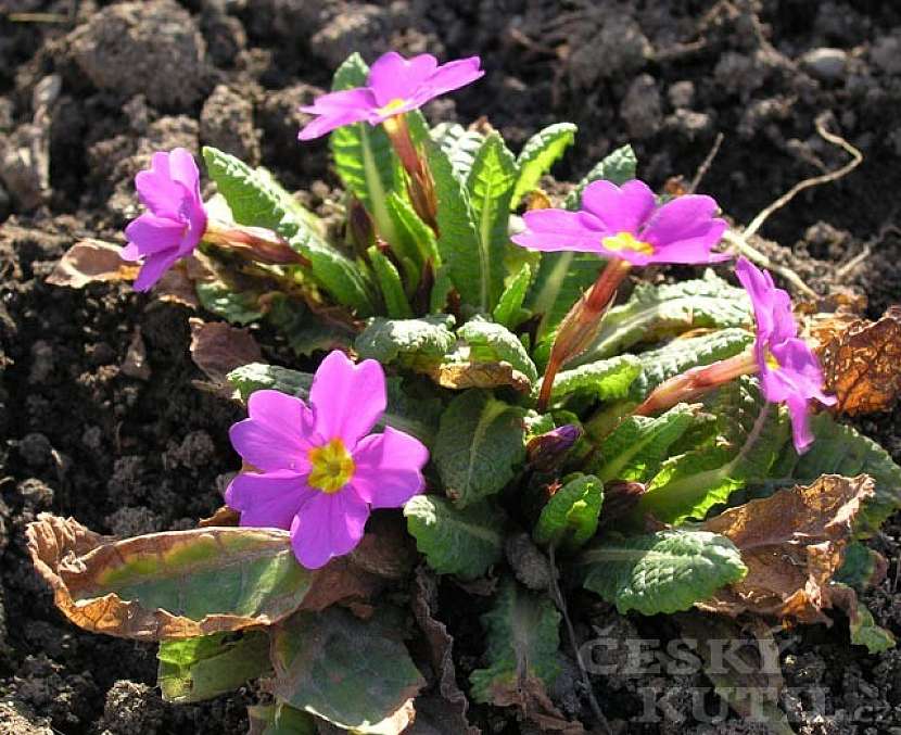 Prvosenka bezlodyžná