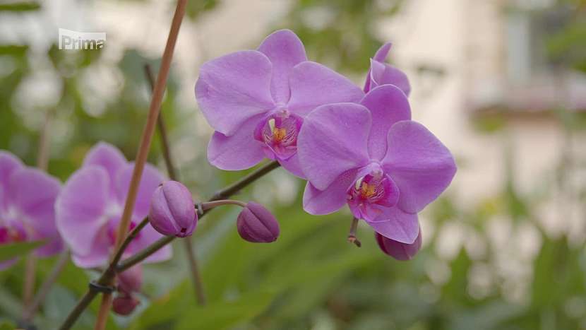 Zahradní poradna Lídy Duškové a Jana Kopřivy vám poradí, jak se postarat o orchideje a bylinky (Zdroj: Prima DOMA)