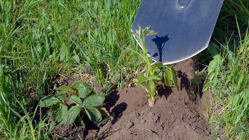 Ostružiník křovitý (Rubus fruticosus) není náročný ani na péči, ani na půdu