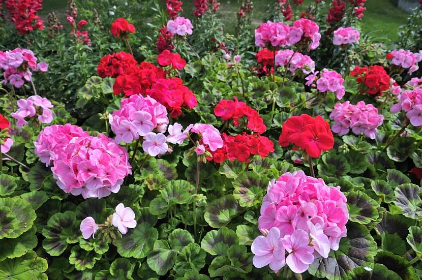 Odběr řízků pro množení pelargonií provádíme u silných a zdravých kusů