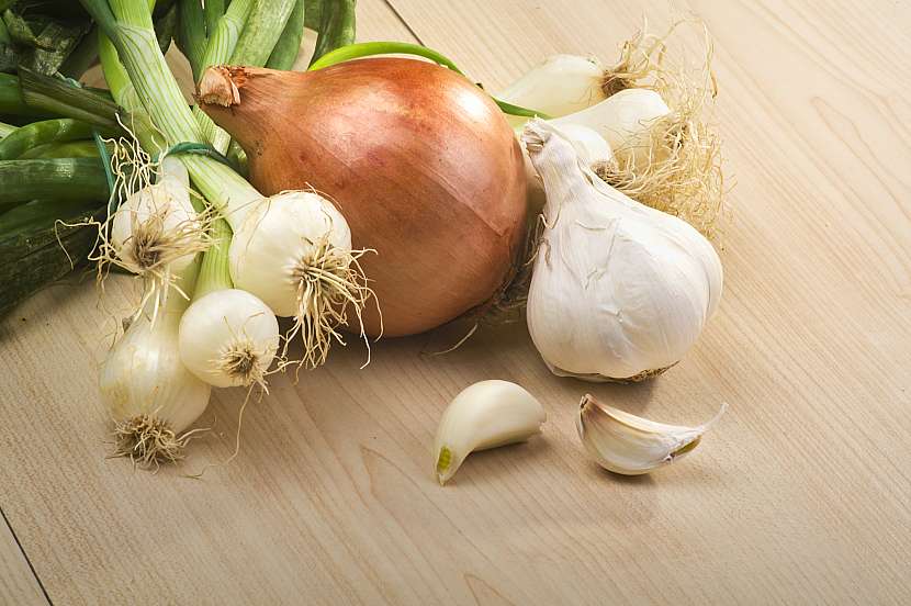 Česnek a cibule