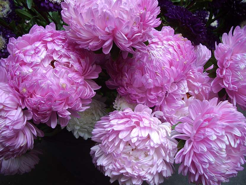 Douchesse Silvery Rose