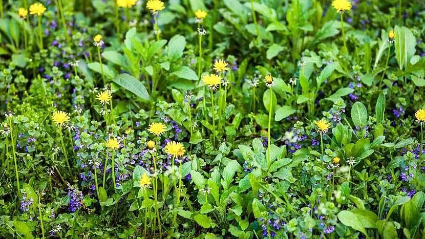Popenec obecný (Glechoma hederacea) u nás roste takřka všude