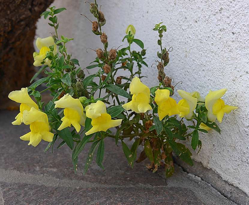 Hledík větší (Antirrhinum majus)