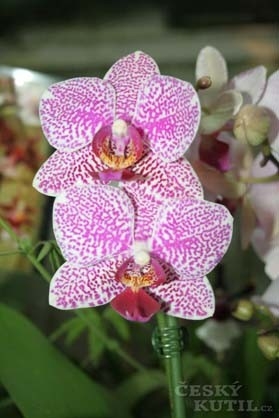Líbí se vám orchideje?