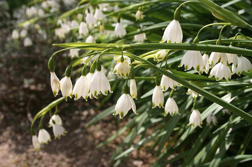 Bledule letní (Leucojum aestivum)