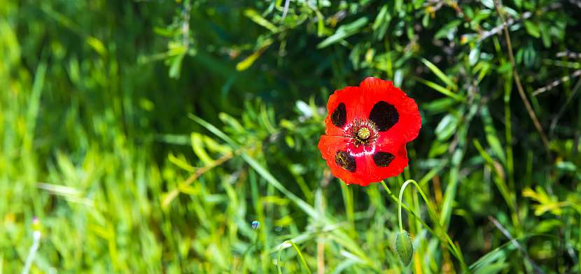 Mák proměnlivý (Papaver commutatum)