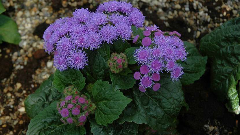 Nestařec mexický (Ageratum houstonianum) Tetra Blue Mink