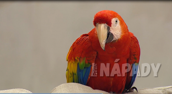 Námluvy u papoušků 4
