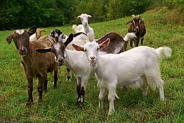 Chov koz je rozšířený na všech kontinentech od horských oblastí až po pouště