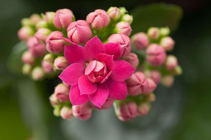 Kalanchoe