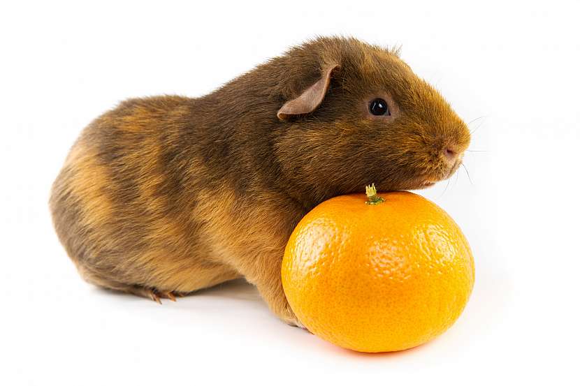 Morče s mandarinkou