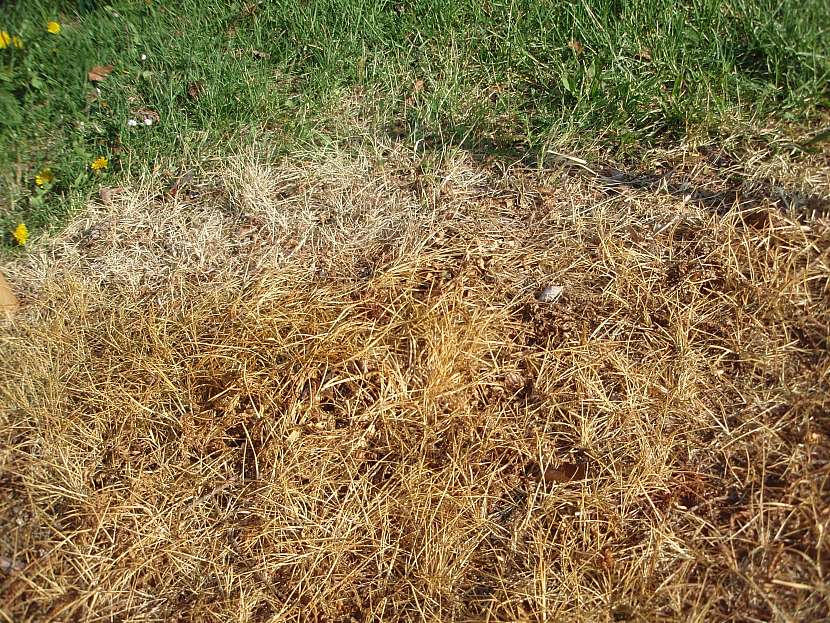 Efekt použití totálního herbicidu
