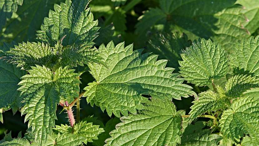 Přírodní zahrada: kopřiva dvoudomá (Urtica dioica) svědčí zelenině i okrasným rostlinám
