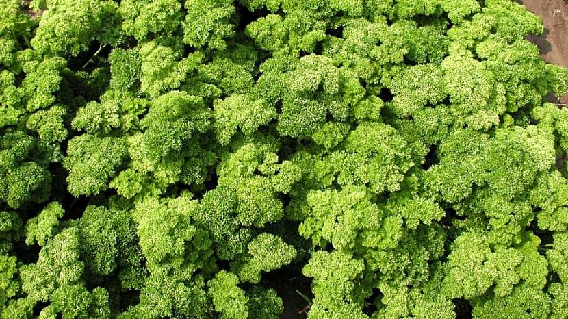 Petržel zahradní naťová kadeřavá: odrůda MARUNKA