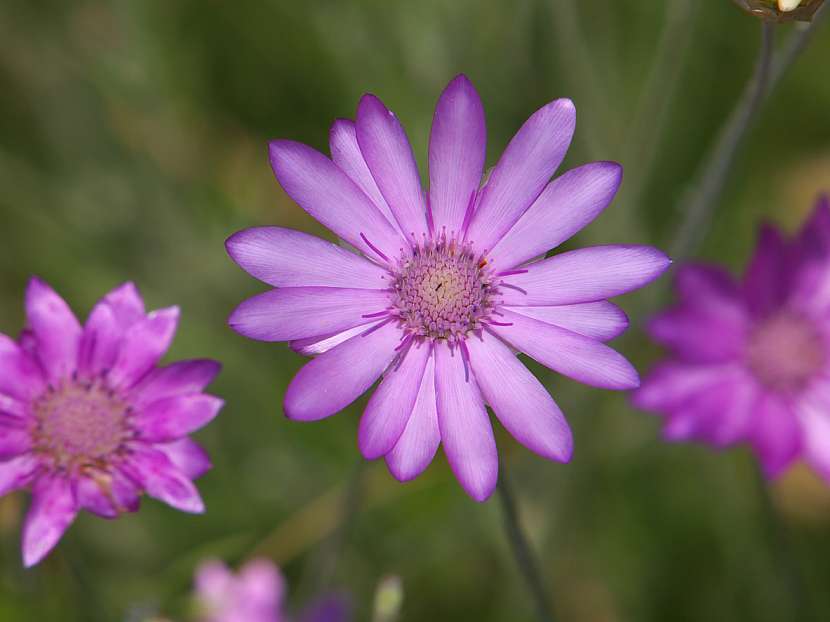 Suchokvět (Xeranthemum annuum)