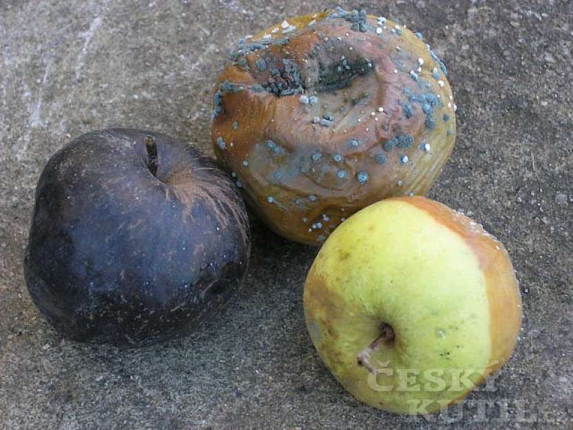 Co nás čeká na zahrádce?