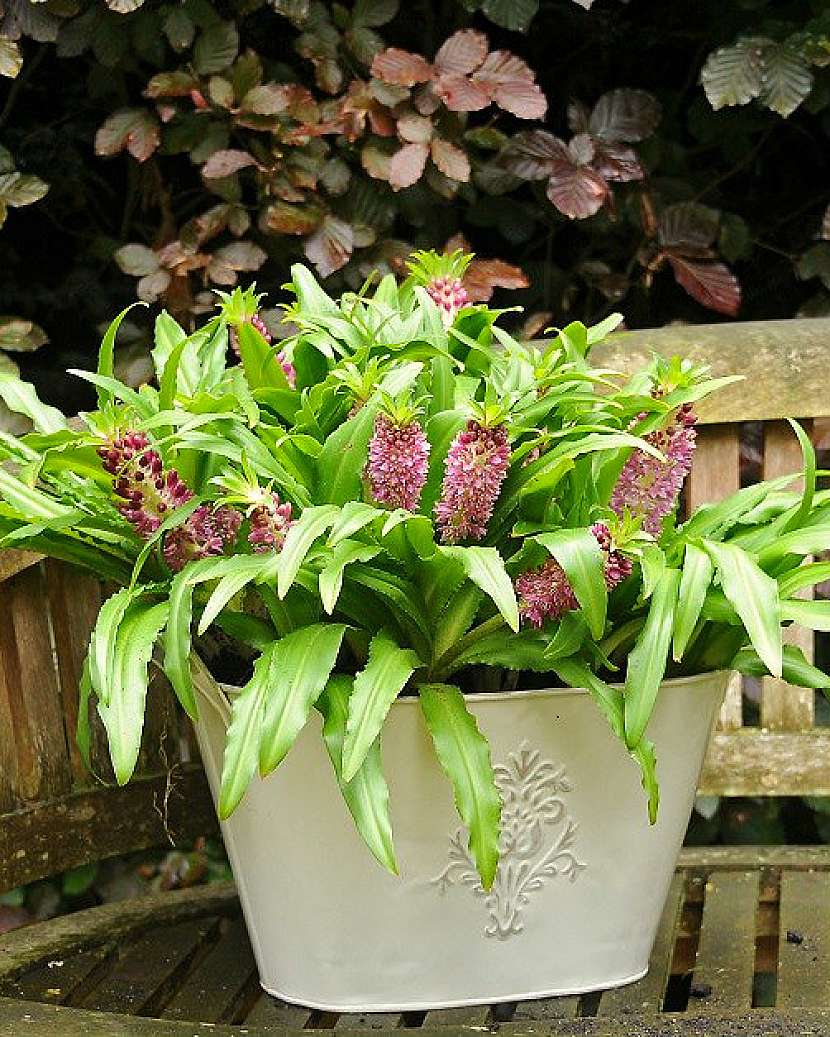Eucomis, kultivar Pineapple plant