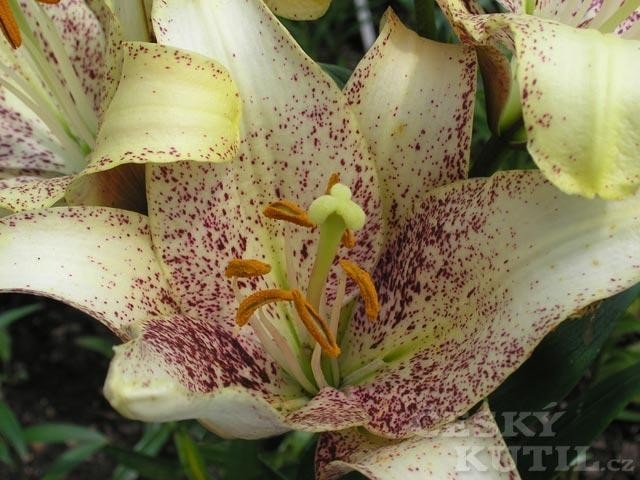 Lilie - hybridy
