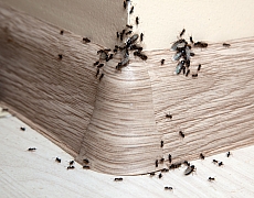 Co dělat, když mravenci obtěžují
