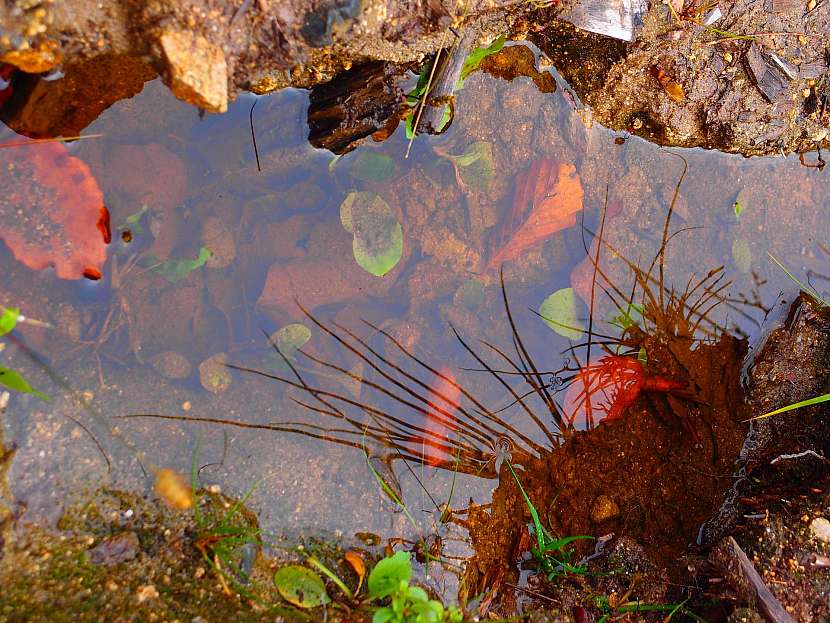 Studánky potřebují naši pomoc