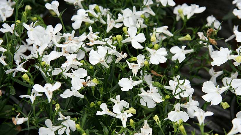 Lobelka (Lobelia erinus) bílá