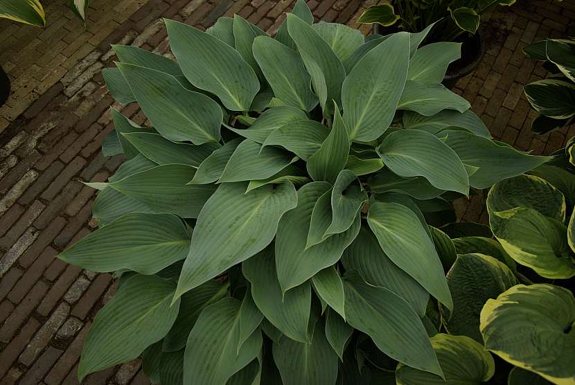 3 hosta Deana s Dream je typická zašpičatělými stříbřitými listy