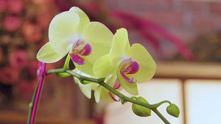 Orchideje vyžadují naši péči