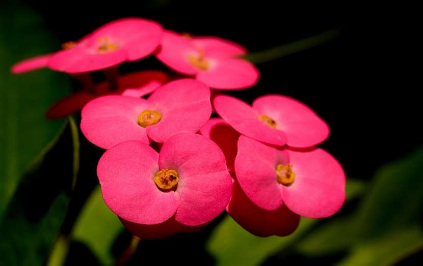 Euphorbia, Trnová koruna