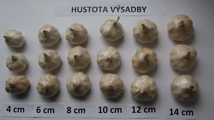 Hustota výsadby česneku - odrůda Štěpán