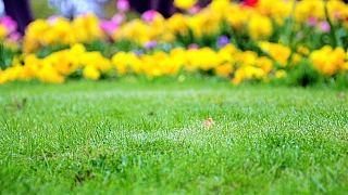 Jarní péče o trávník: 3 tipy, jak na vertikutaci neboli provzdušnění
