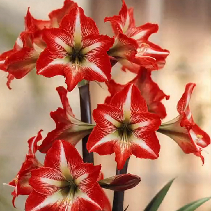 Červené květy amarylis