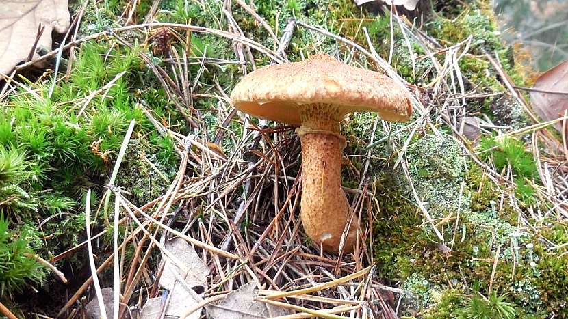 Hřib dutonohý (Boletus cavipes)