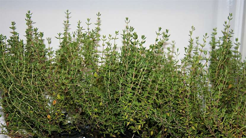 Bylinková zahrádka: tymián obecný (Thymus vulgaris)