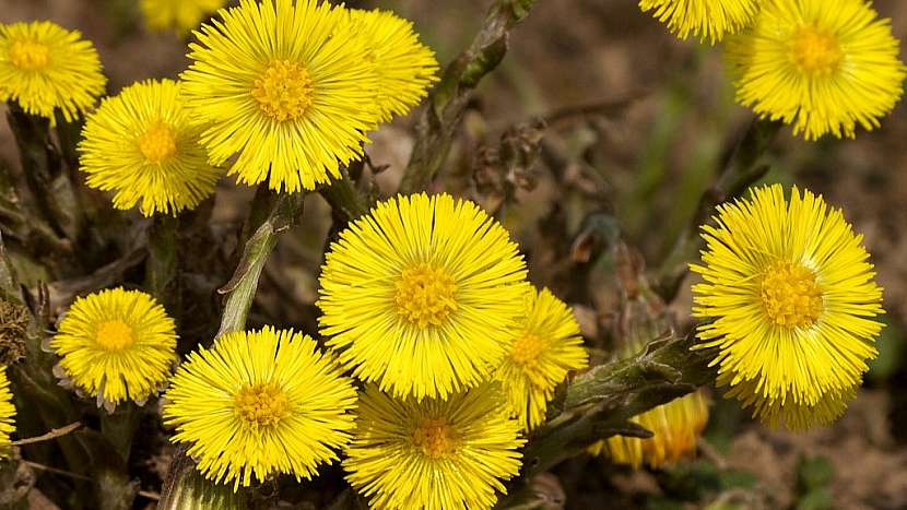 Podběl lékařský (Tussilago farfara) pomáhá při kašli i únavě