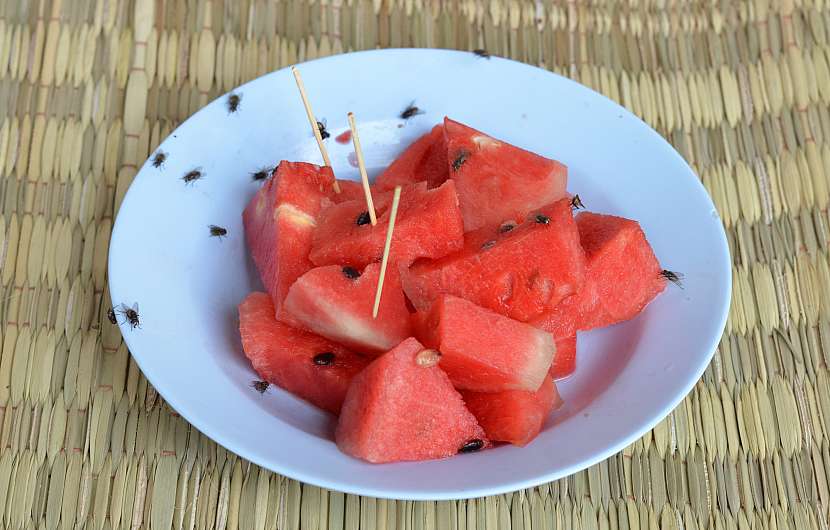 Octomilky na melounu