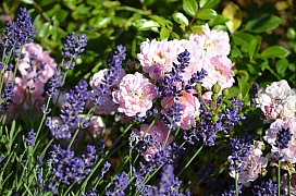 Levandule, šalvěj, kakost, kontryhel a klematis: 5 květinových společnic pro královny růže 