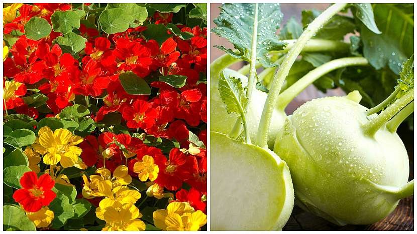Lichořeřišnice větší (Tropaeolum majus) prospívá kedlubnám